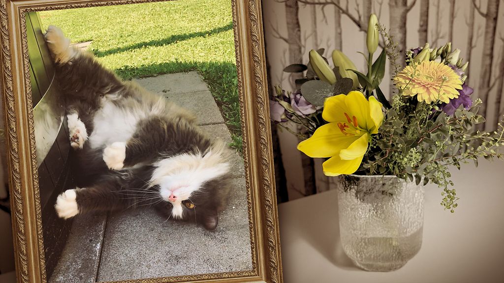 Alma-kissa menehtyi yllättäen – syy mysteeriin varmistui, kun Mia jutteli lastensa kanssa
