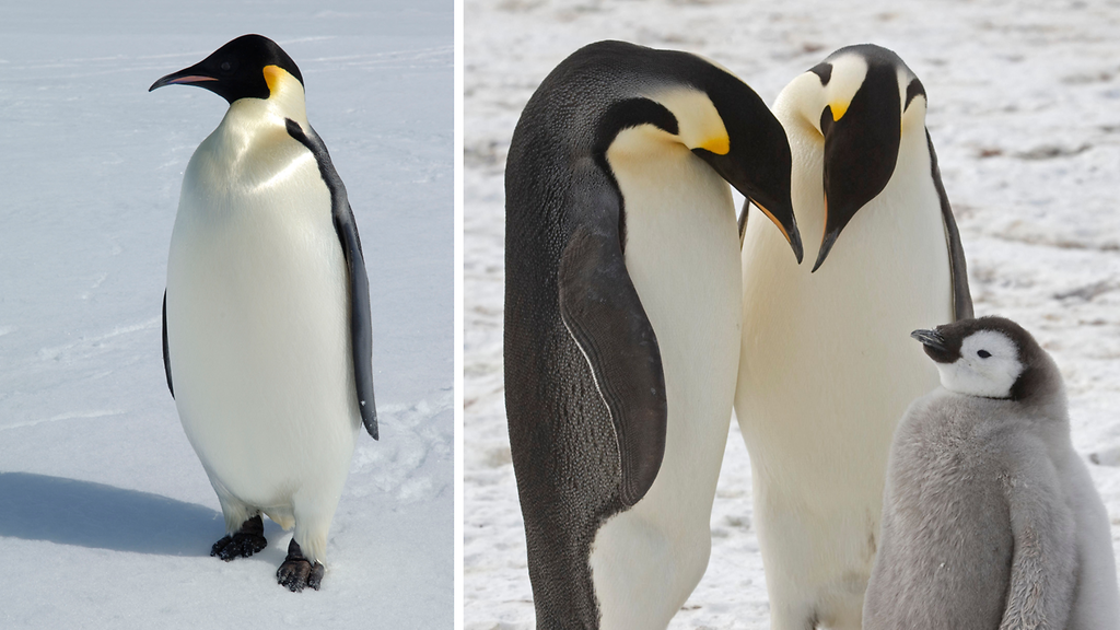 Keisaripingviini on nyt uhanalainen