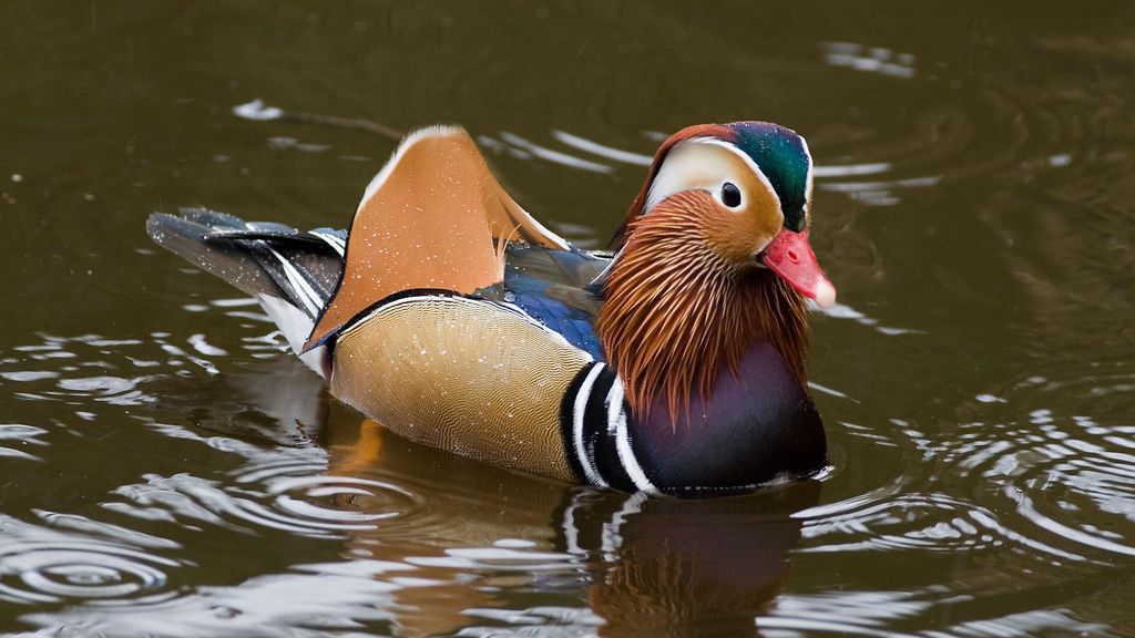 Harvinainen mandariinisorsa bongattu tänä keväänä jo useissa kaupungeissa