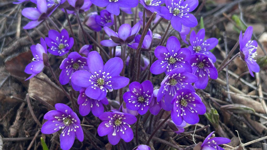 Sinivuokot kukkivat jo ja siilit ovat heränneet – pihatöissä kannattaa silti vielä jarrutella