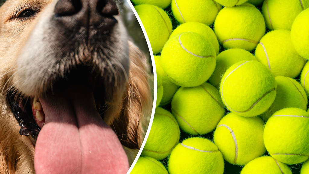 Finley-koira pitää hallussaan hulvatonta ennätystä