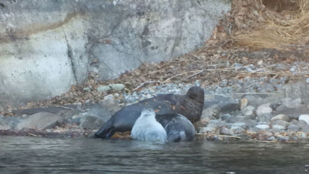 Harvinainen näky: Hilima-norppa sai kuuttikaksoset