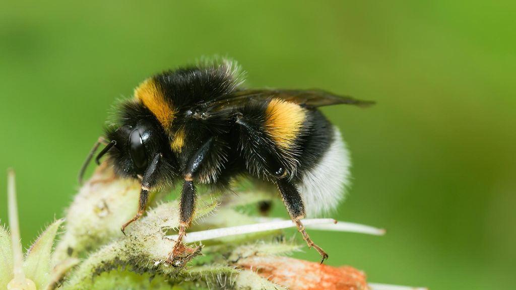 Suomalaistutkimus: Näin käy kimalaisten, kun käytät Thermacell-laitetta