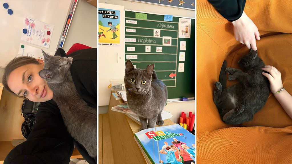 Erityisluokanopettaja Jenna otti Laku-kissan mukaan kouluun: 