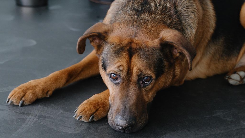 Jäävätkö hienovaraiset merkit huomaamatta? Omistaja ei välttämättä tunnista koiran kipua