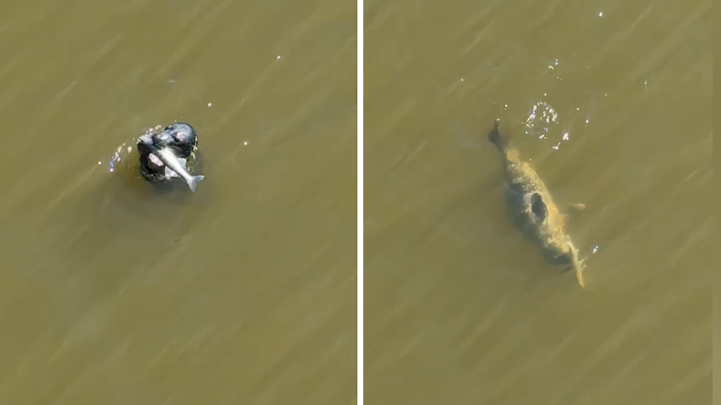 Hylkeen toiminta yllätti Miskan totaalisesti: 