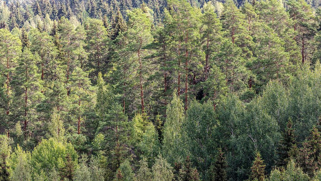 Perustuslakivaliokunta: Laki luonnon ennallistamisesta ei sa