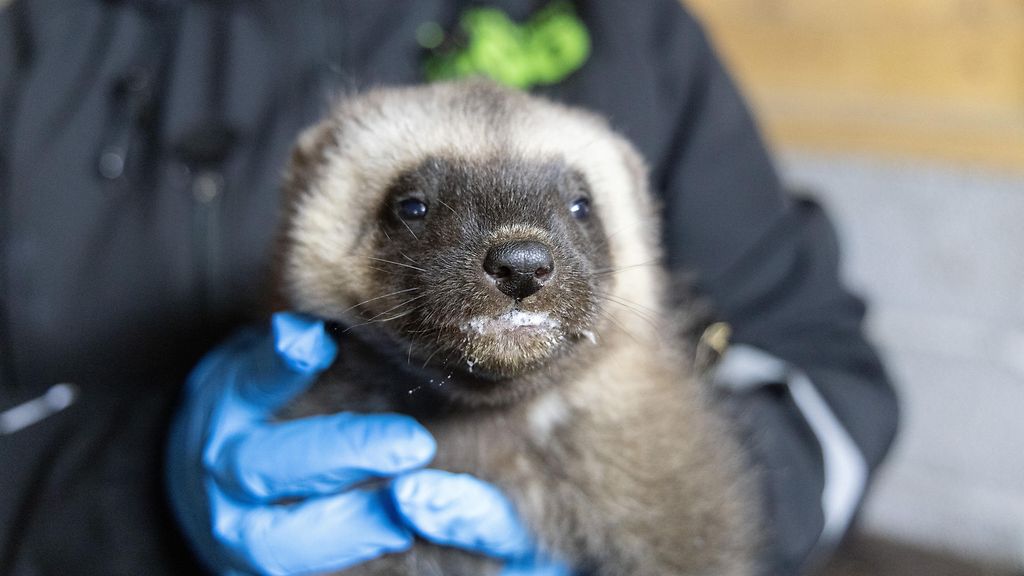Korkeasaaressa syntyi kolme pikku ahmaa – isä innoissaan, hoitajat itkivät onnesta