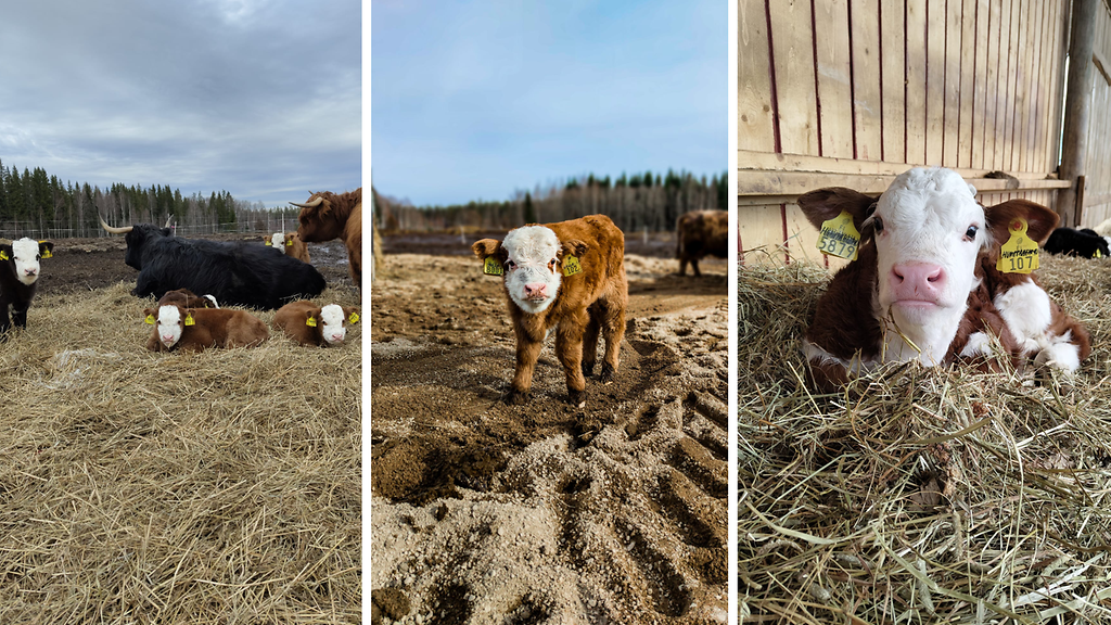 Luomutilan vasikat latautuvat päivällä ja riehuvat illalla – 