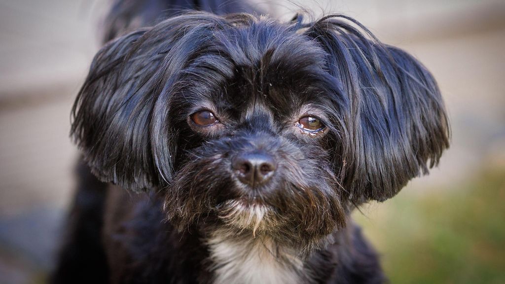 Koirahyökkäys Helsingin Lemmikkimessuilla