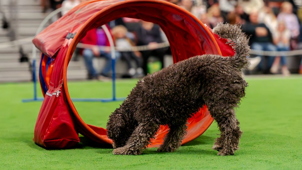 Vauhdittivatko koiranpuremat muutoksia? Lemmikkimessuille luvassa lisää tilaa ja väljemmät rotuosastot