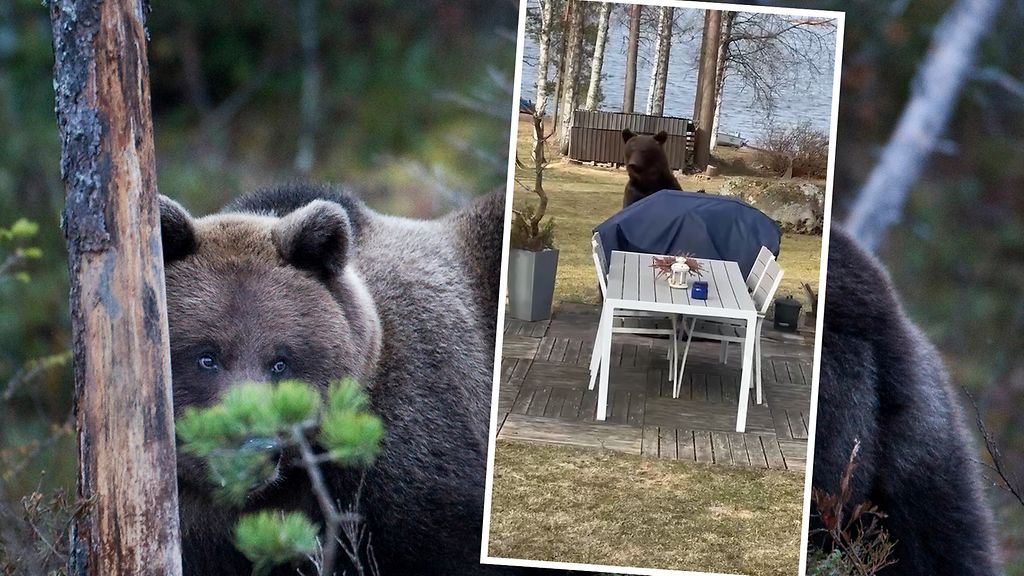 Tiinan aamukahvi keskeytyi, kun pihalle tullut karhu kävi grillin kimppuun: 
