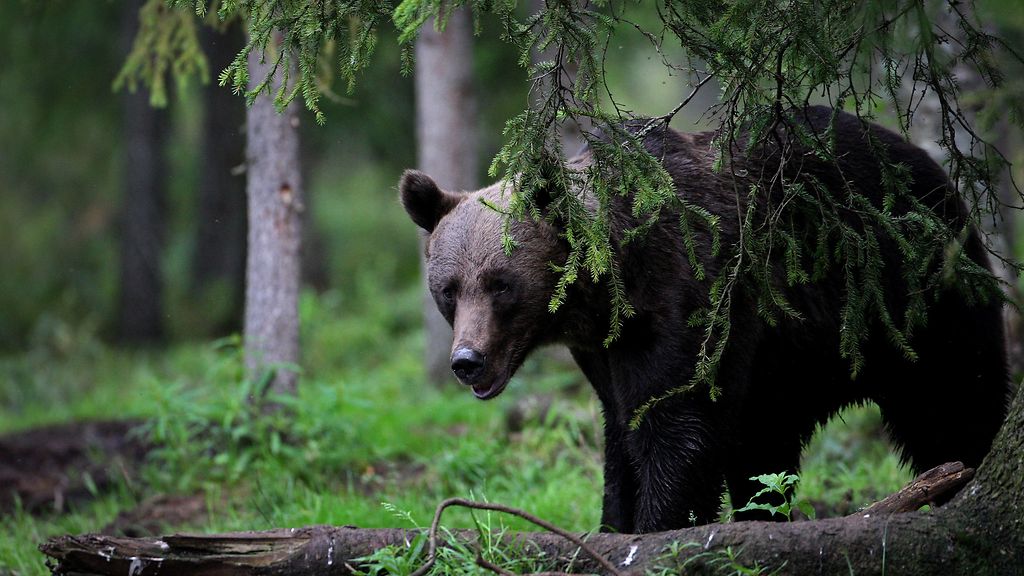 Karhu astui ansaan – kohtalokas loppu