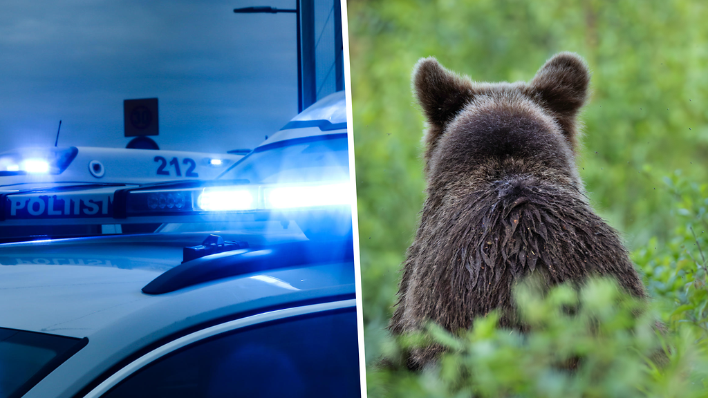 Auto törmäsi karhuun Viitostiellä – poliisi etsii loukkaantunutta eläintä