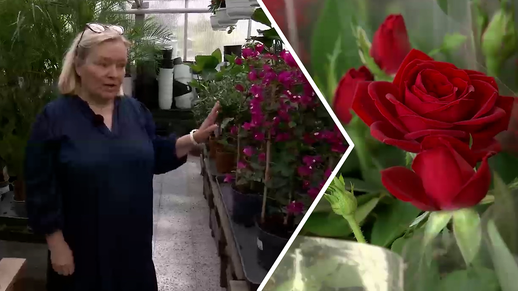 Nämä ovat äitienpäivän klassikkokukat – moni äiti ei kaipaa tavaralahjaa