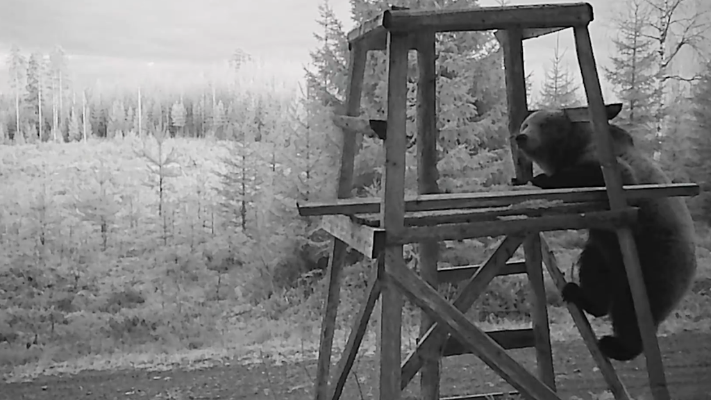 Katso video: Karhu kiipesi hirvitorniin
