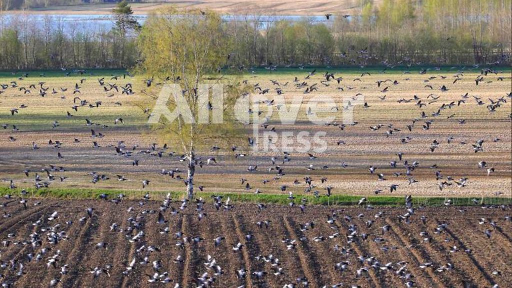 Valkoposkihanhien metsästyksestä täysin erilaiset käsitykset – 