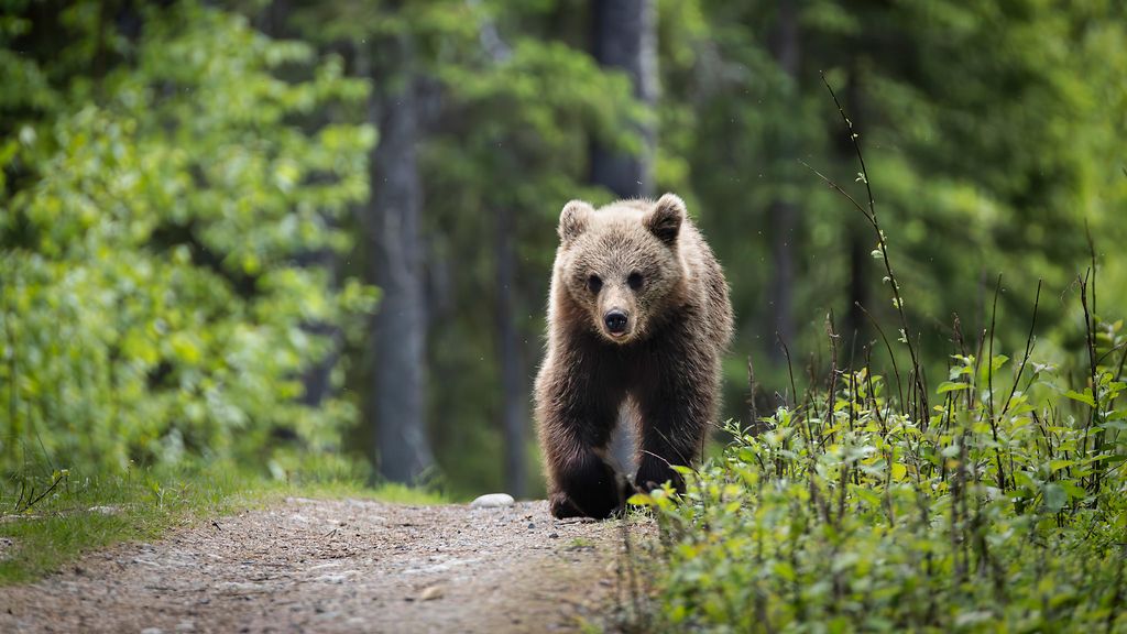 Karhu liikkui Oulussa lähellä asutusta
