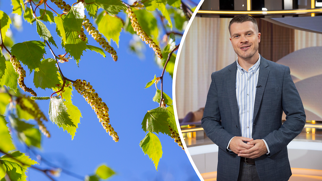 Meteorologi-Markus: Osalle siitepölyn piinaamista helpotusta – toisilla tuska vasta edessä