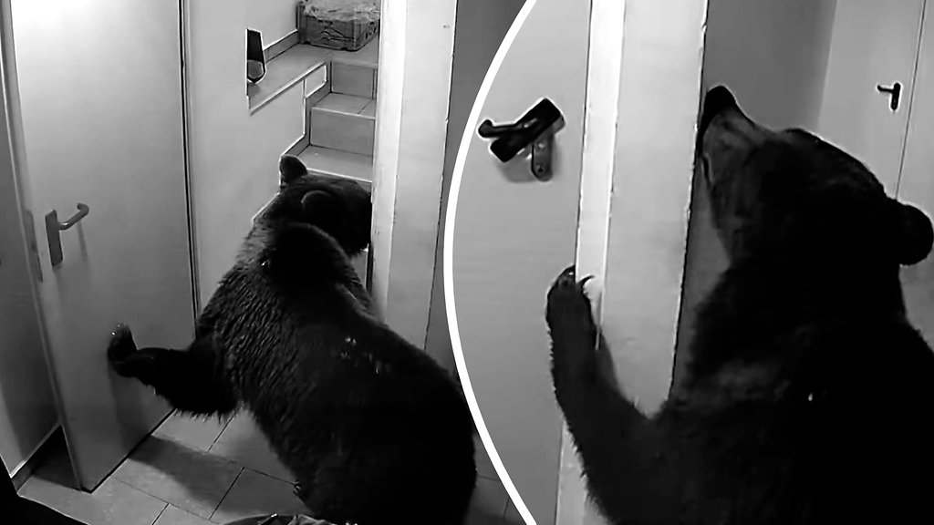 Karhu murtautui hotelliin – kamera tallensi, miten näppärästi ovet aukenivat
