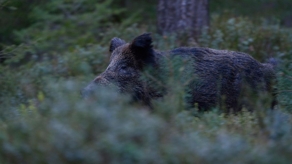 Iisalmi | Haavoittunut villi­sika löytyi kuolleena