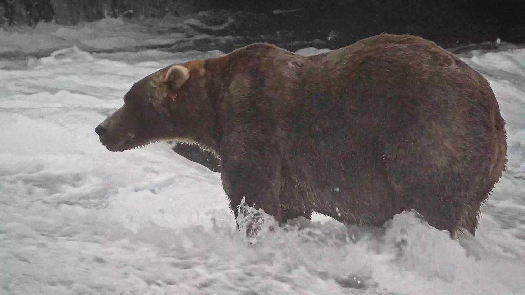 Reppu-karhu rikkoi internetin – Alaskan pulskin karhu -äänestyksessä yleisöryntäys