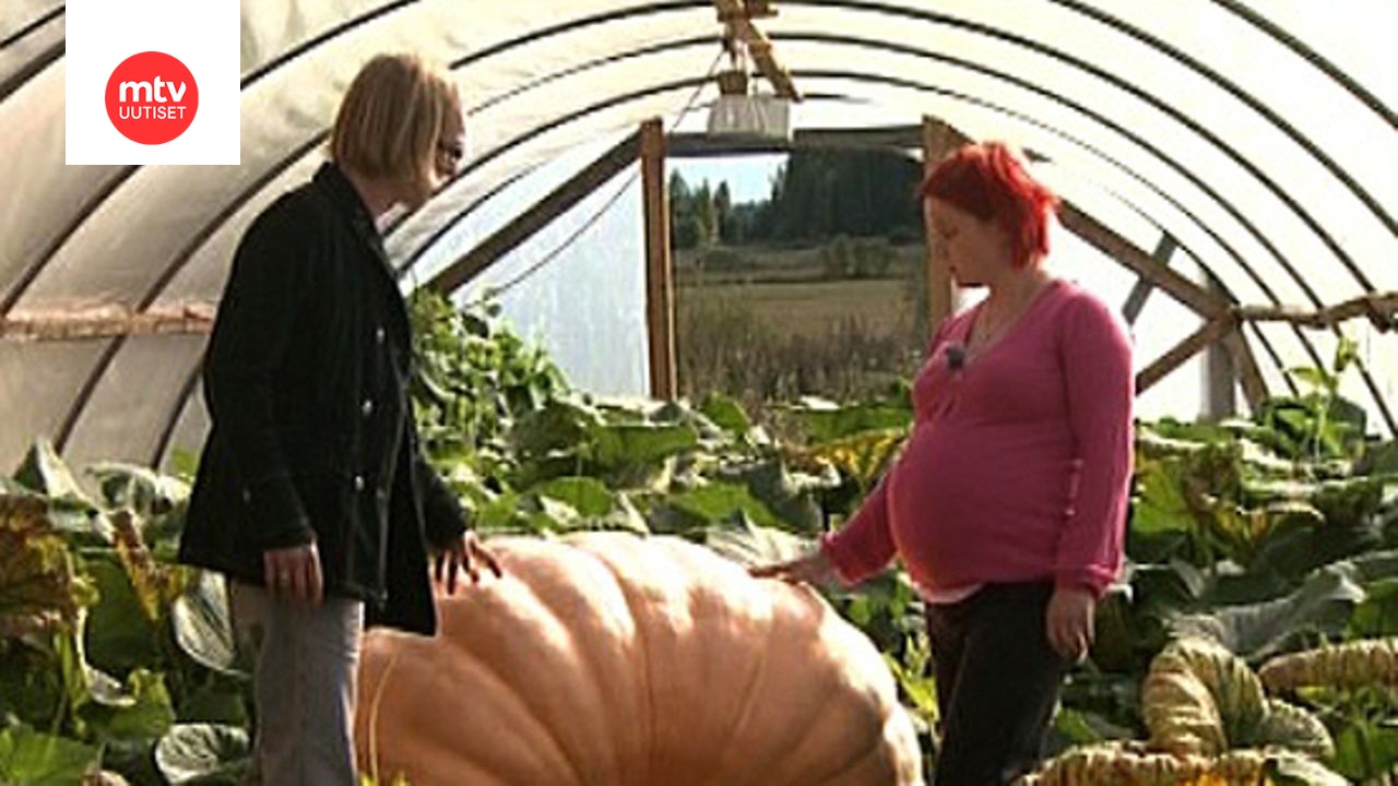 onko-suomen-suurin-kurpitsa-t-ss-katso-kuvat-mtv-uutiset