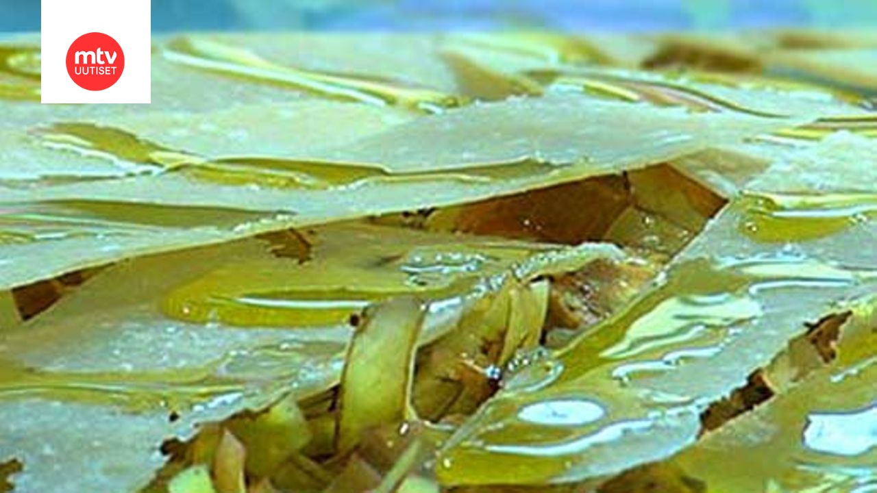 Latva-artisokkasalaatti parmesaanilla