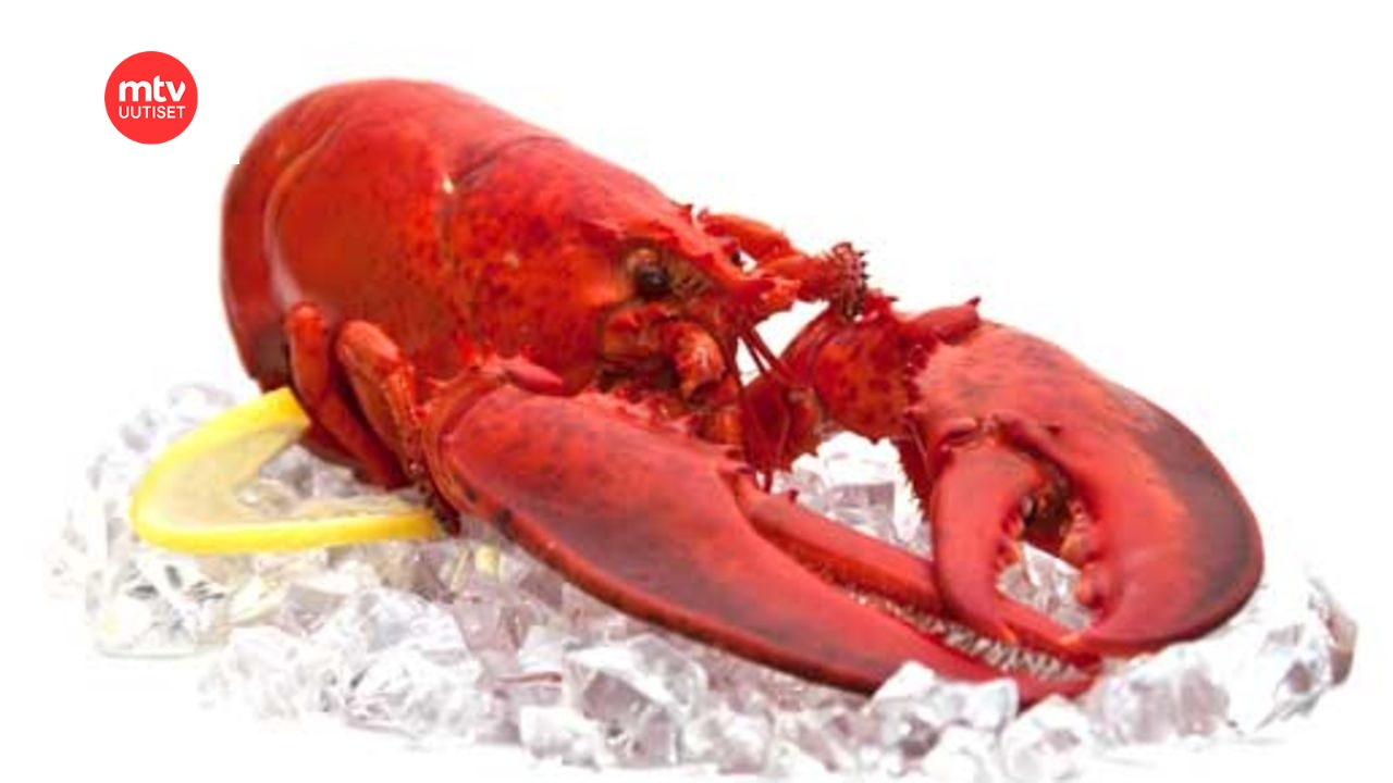 Keisarihummerit piri piri -kastikkeessa