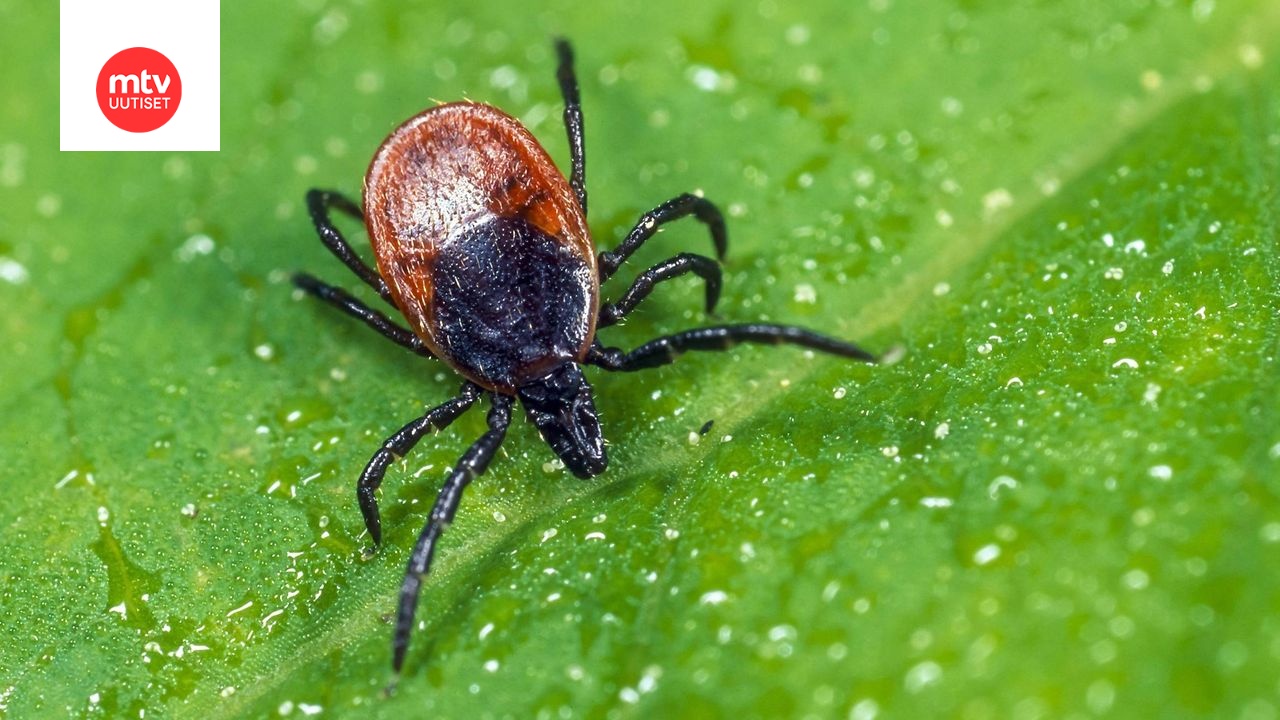 Punkie Insect Punkeilta ei voi välttyä Suomessa enää juuri missään | MTV Uutiset