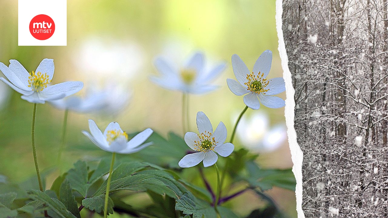 www.mtvuutiset.fi