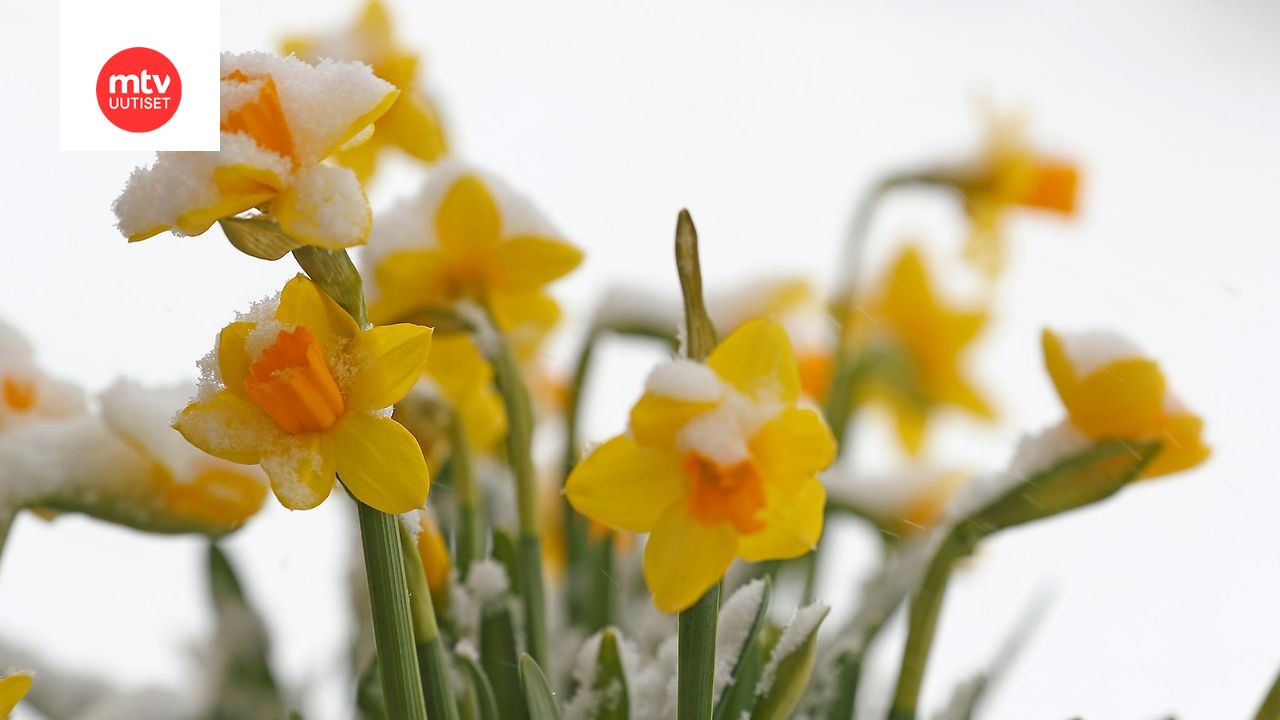 www.mtvuutiset.fi
