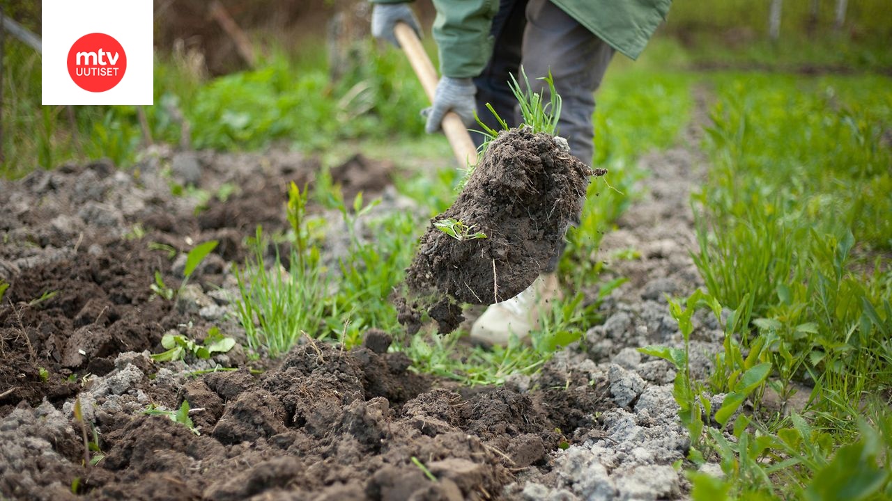 Pihasta L ytynyt Kultasormus Ratkaisi 34 Vuoden Mysteerin Kadonnut 