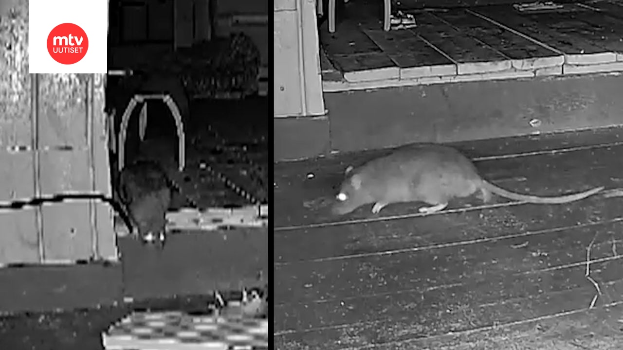 Uskomattoman sitkeä rotta piinasi Aria viikkotolkulla | MTV Uutiset