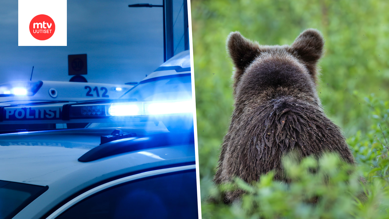 Poliisi lopetti loukkaantuneen karhun etsinnät Mäntyharjulla – auto törmäsi eläimeen valtatiellä 5 — image 1